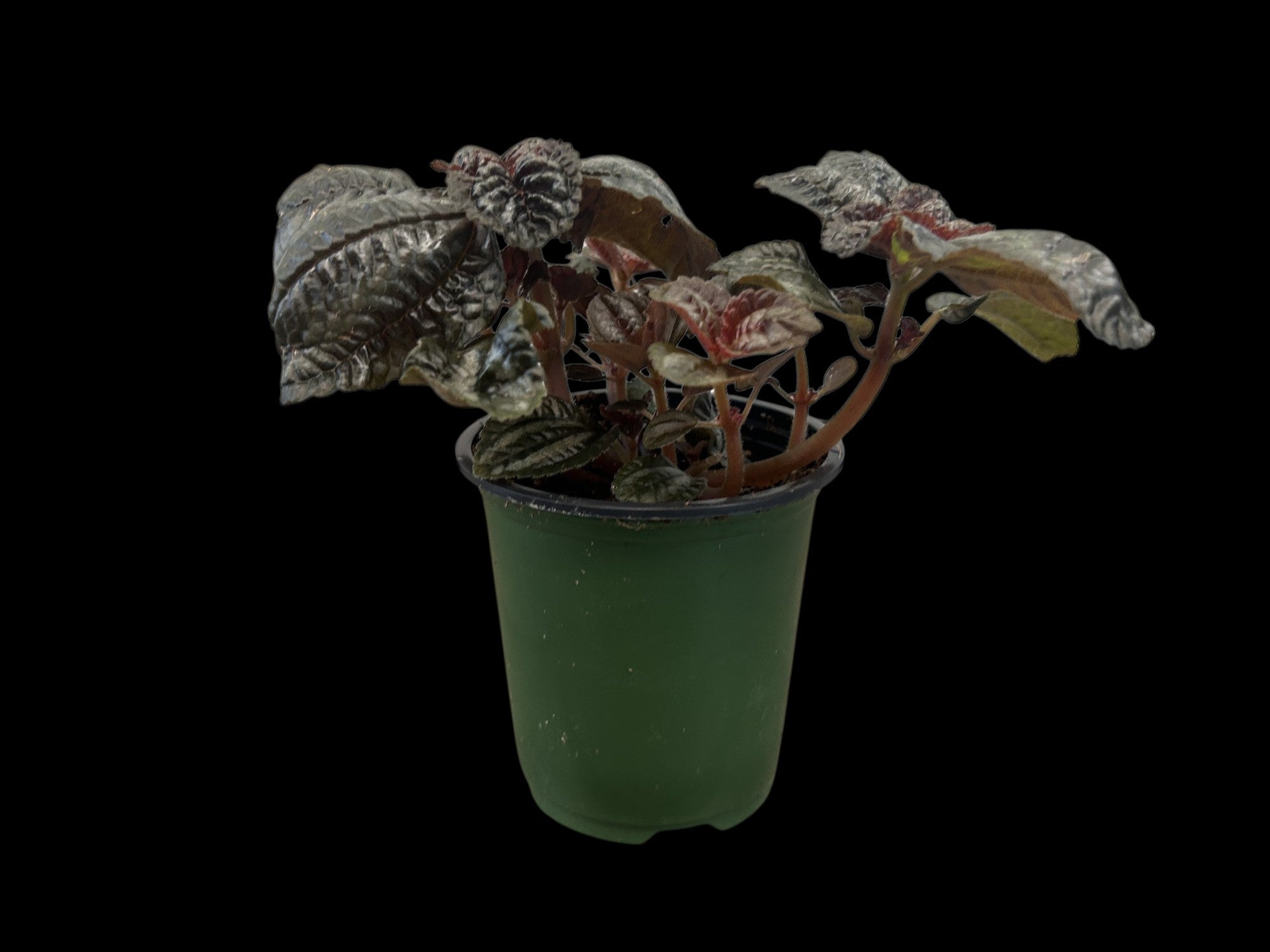 Friendship Plant