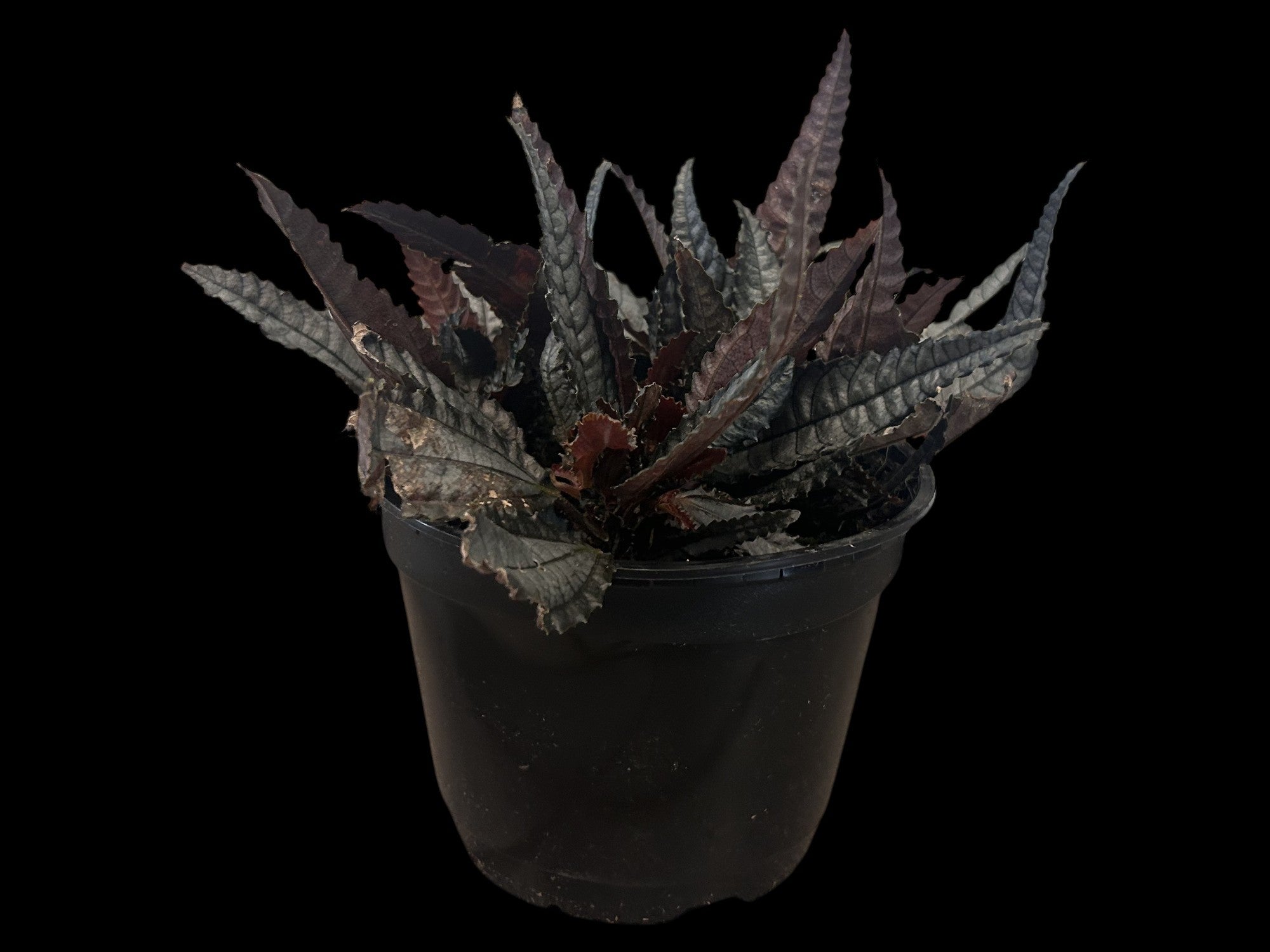 Pilea Hitchcockii