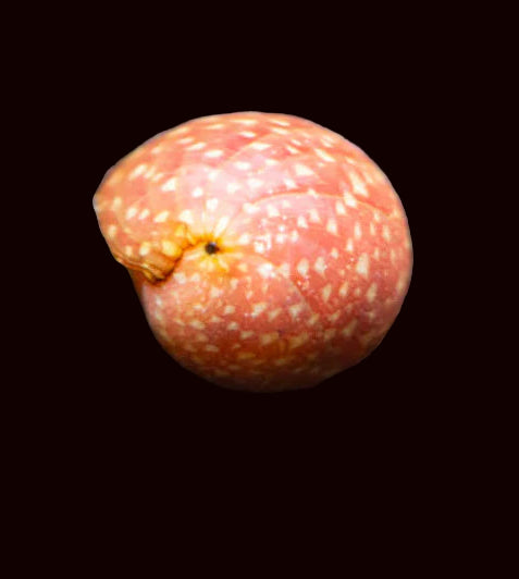 Nérite du porc-épic