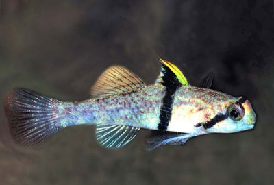 Rhino Horn Goby