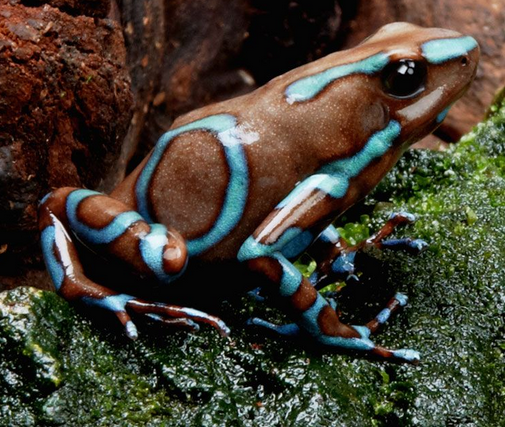Dendrobates auratus "Super Blue"