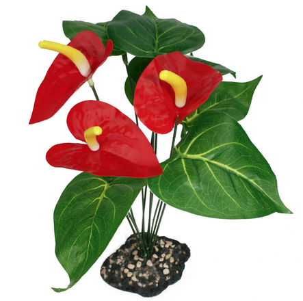 Komodo Anthurium Bush w/ Gravel Base