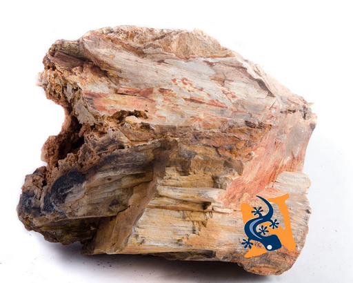 Aquaglobe Petrified Wood Case 25lb (Special Order Product)