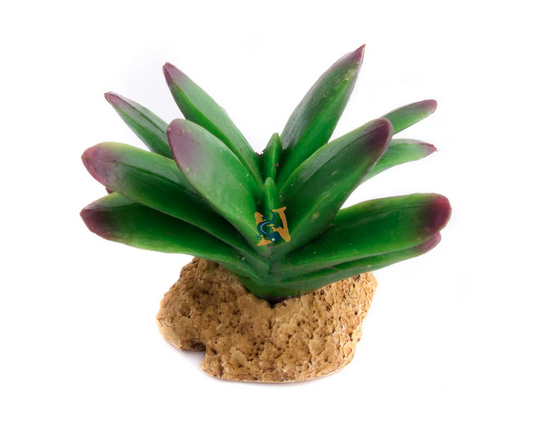 Aquaglobe Pillansi Cactus 3" (Special Order Product)