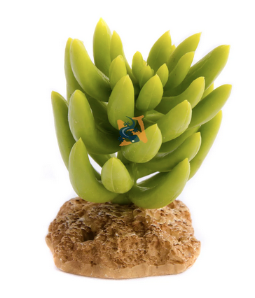 Aquaglobe Hybrid Cactus 4" (Special Order Product)