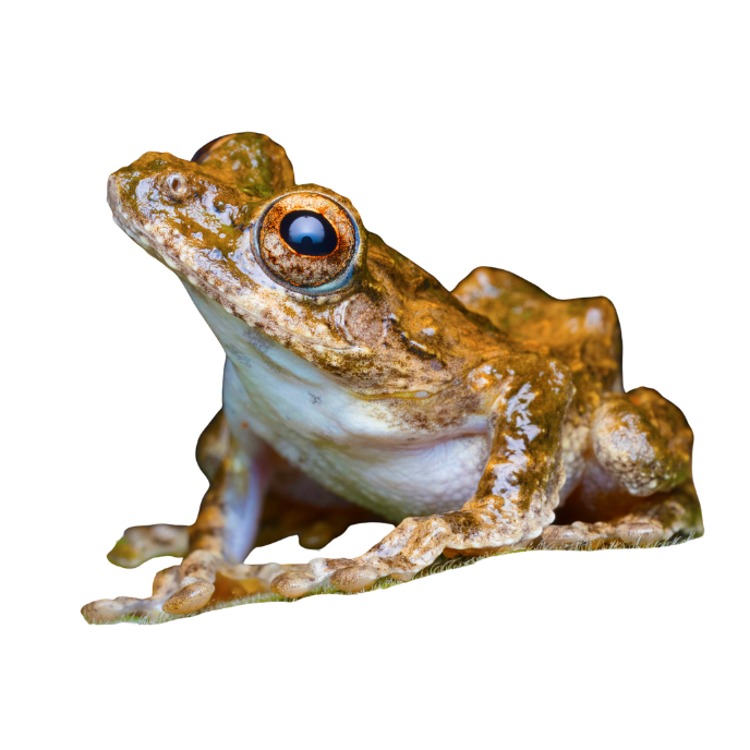 Serrate-Legged Tree Frog