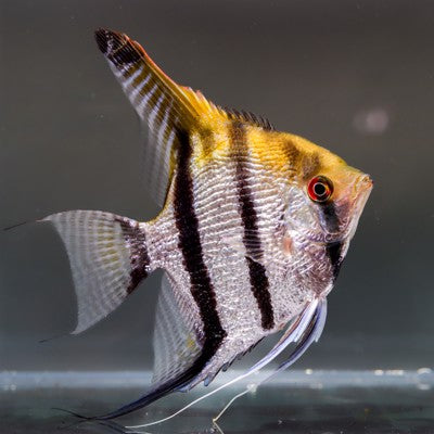 Silver Diamond Angelfish (Locally Bred)