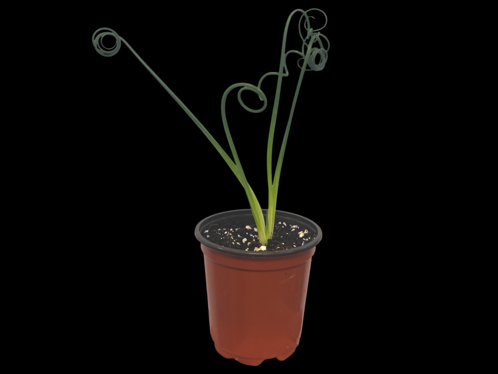 Albuca Frizzle Sizzle