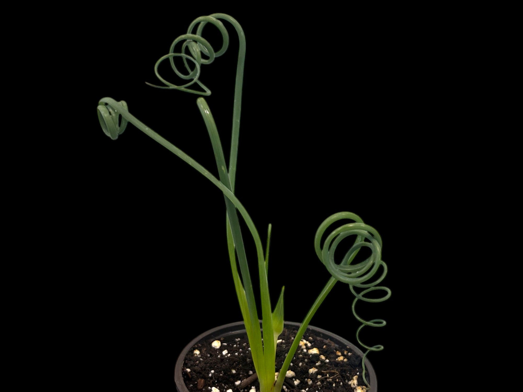 Albuca Frizzle Sizzle