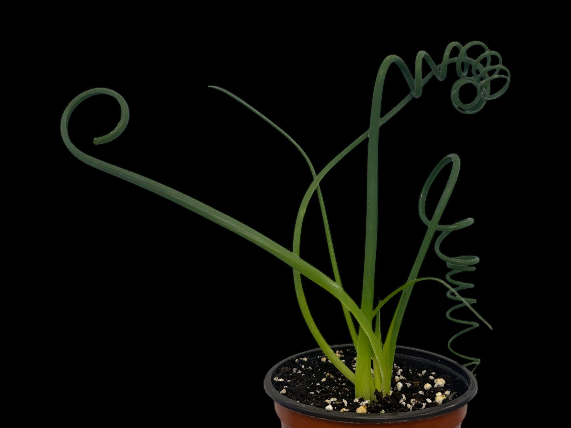 Albuca Frizzle Sizzle