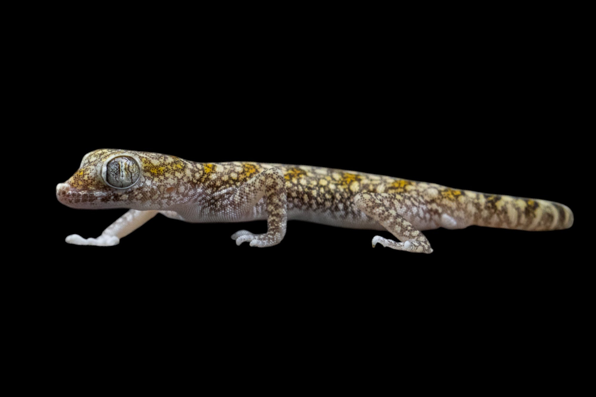 Dune Gecko