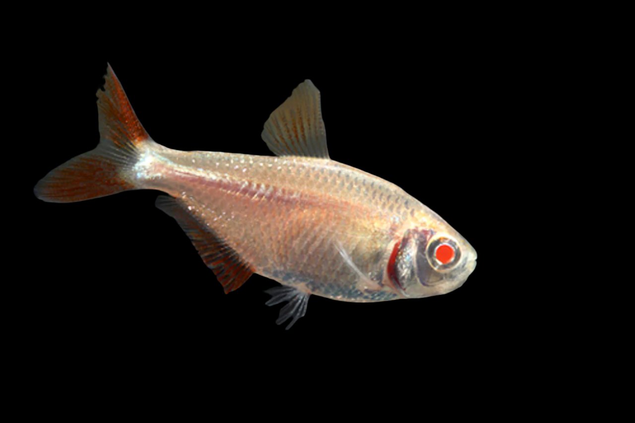 Albino Buenos Aires Tetra