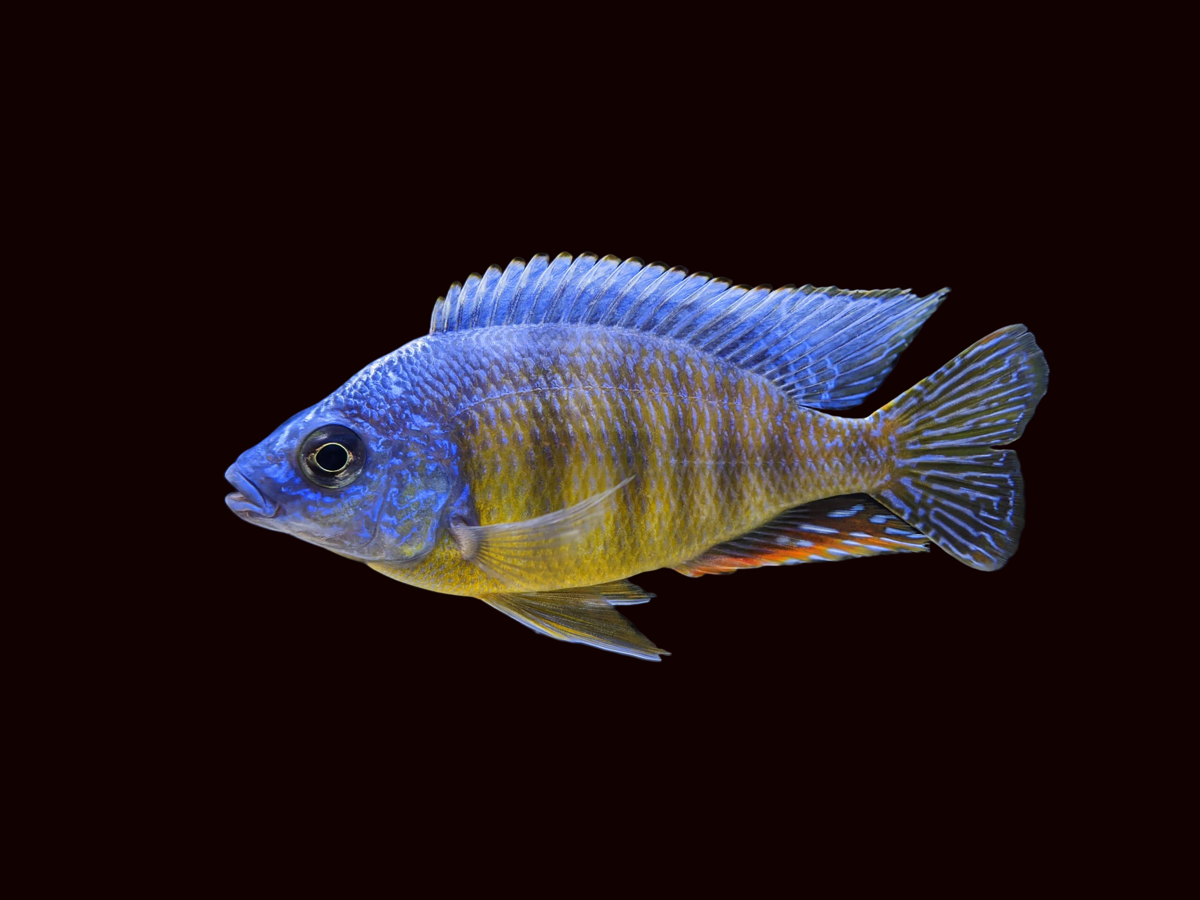 Taiwan Reef Cichlid