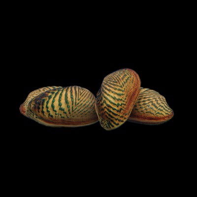 Moules rayées thaïlandaises