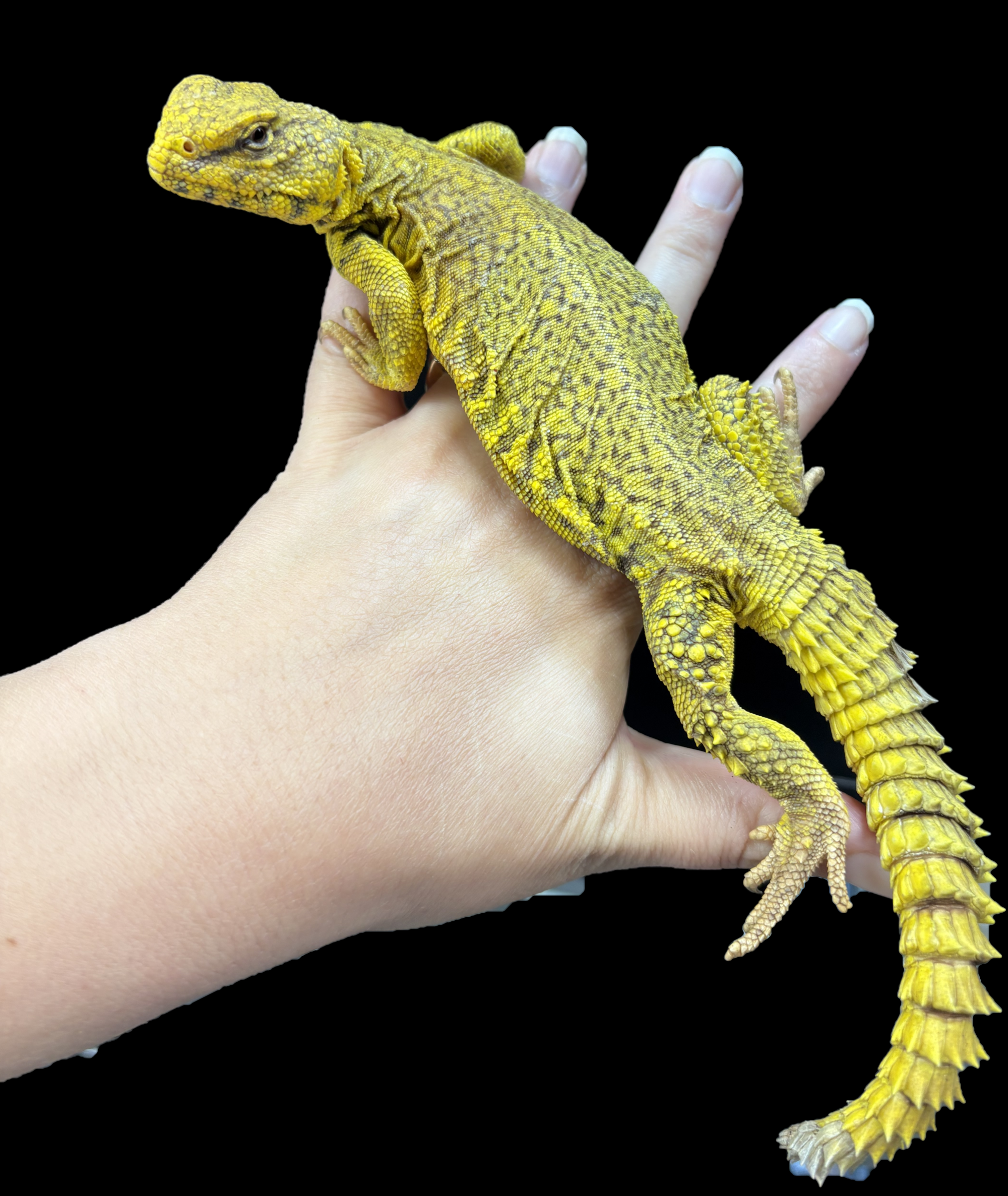 Uromastyx saharien