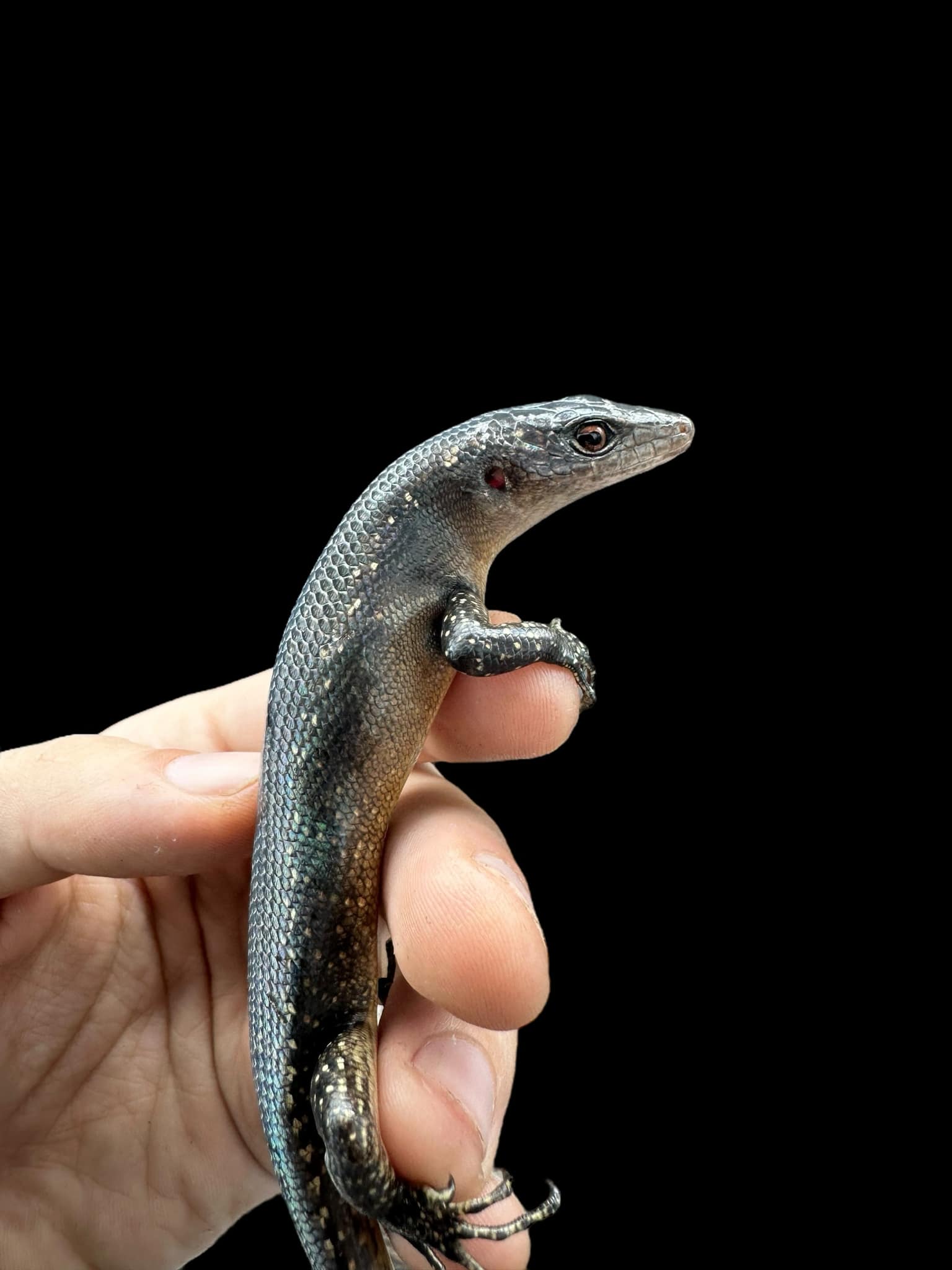 Black Tree Skink