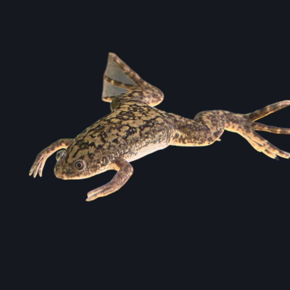 African Clawed Frog (Wild Type)