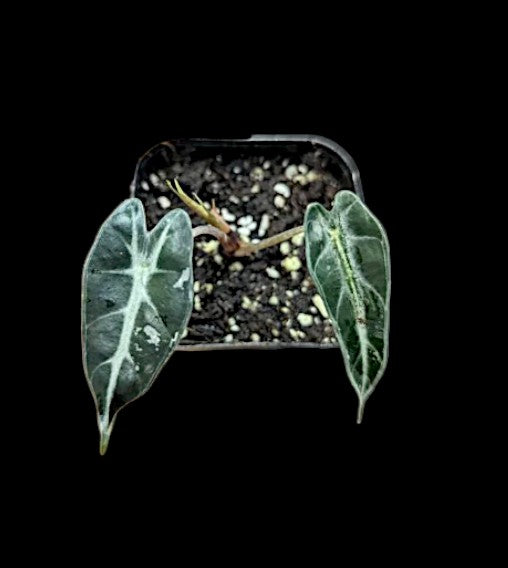 Alocasia bambino faiblement panaché/inverti