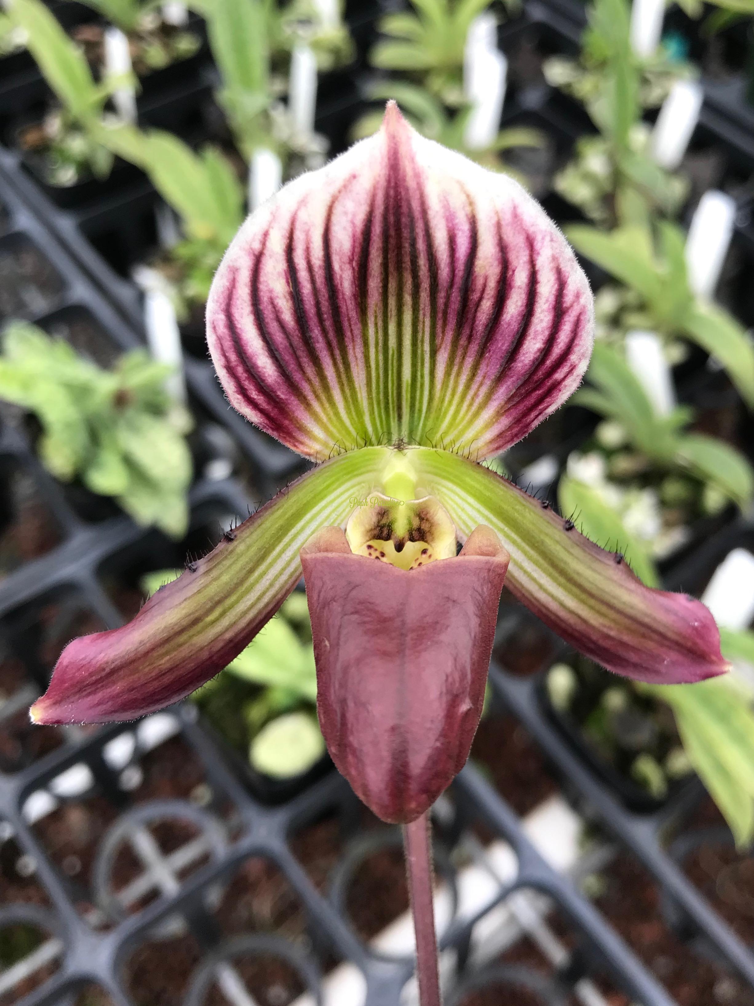 Paphiopedilum barbatum var. nigritum