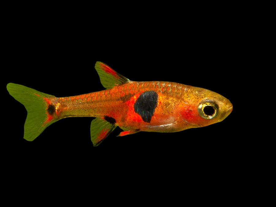 Strawberry Rasbora