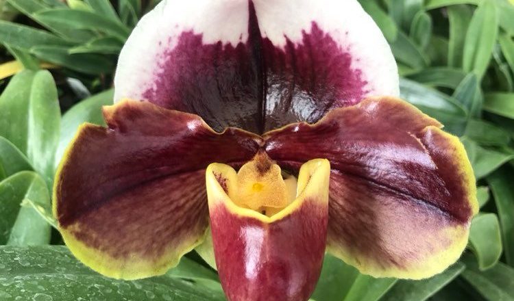 Paphiopedilum California Burgundy x fairrieanum