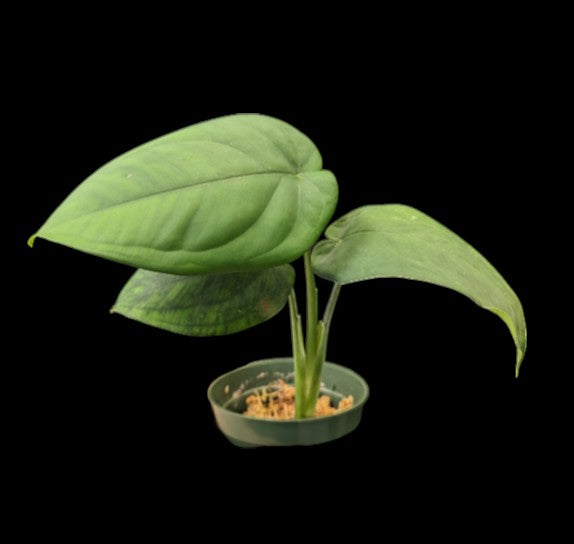 Syngonium chiapense