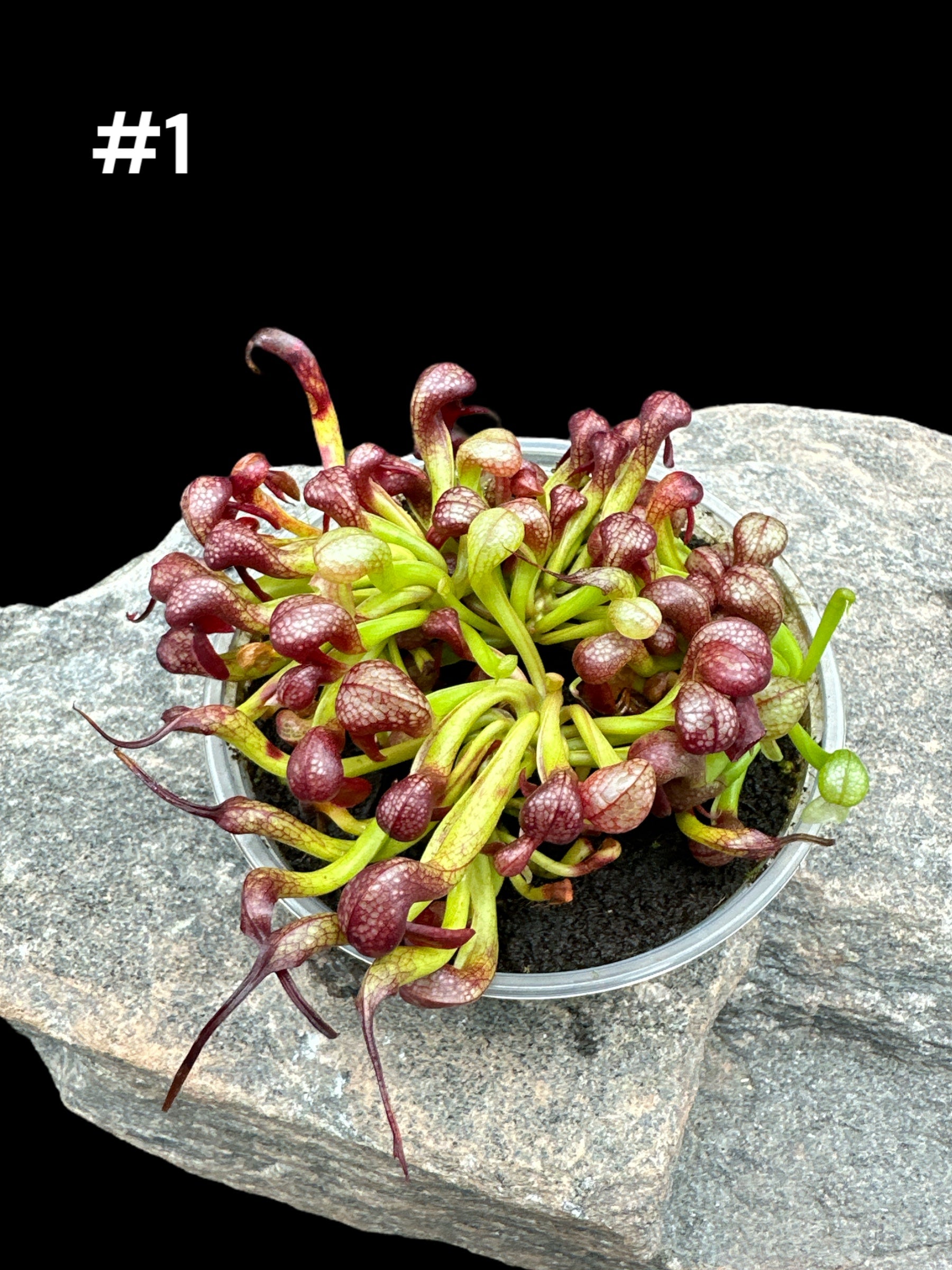 Darlingtonia californica Cobra Lily