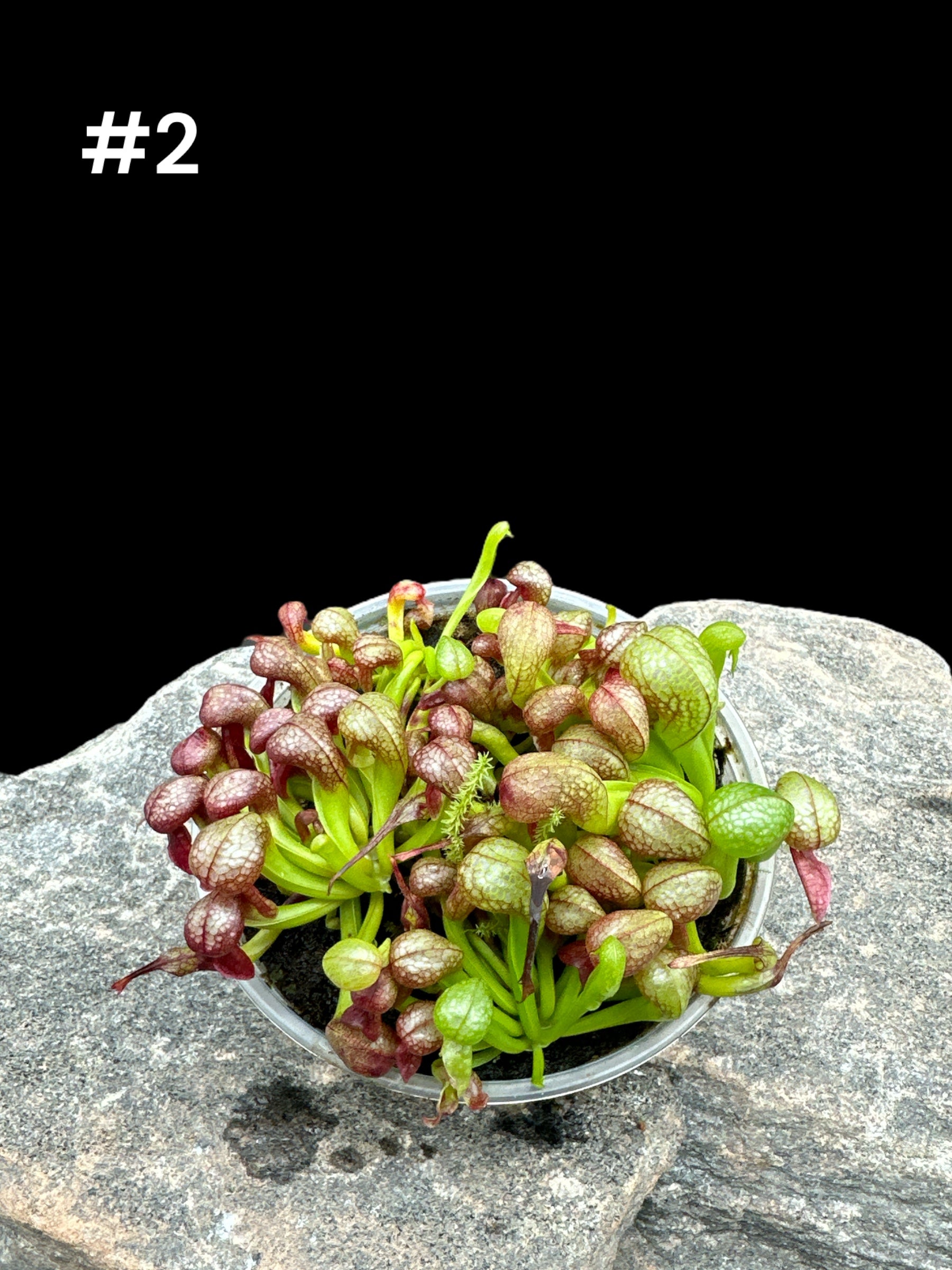 Darlingtonia californica Cobra Lily