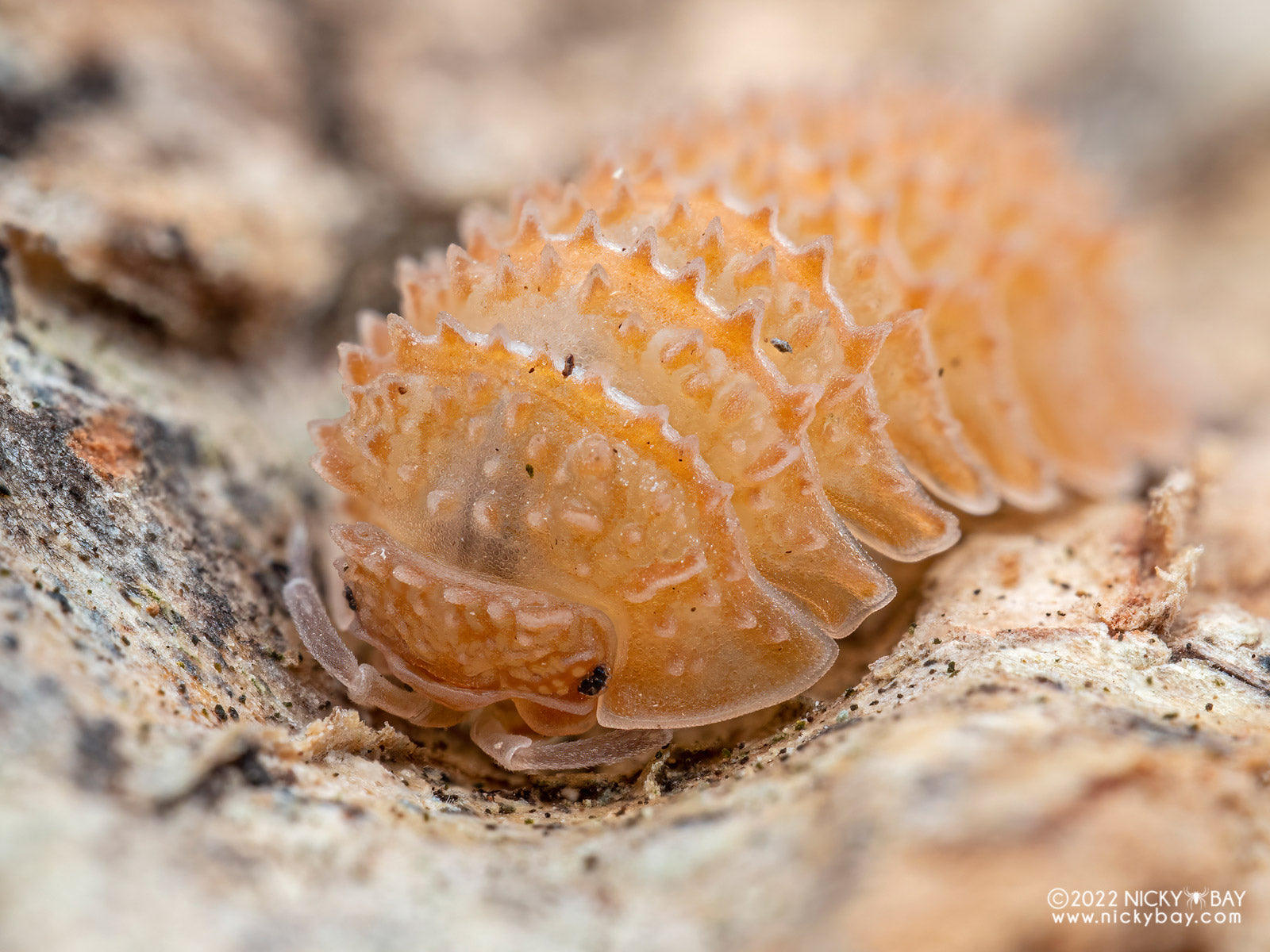 Cristarmadillidium Muricatum (Isopode ananas cristallin)