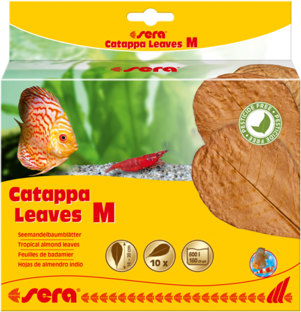Sera Catappa (Almond) Leaves (10-Pack)