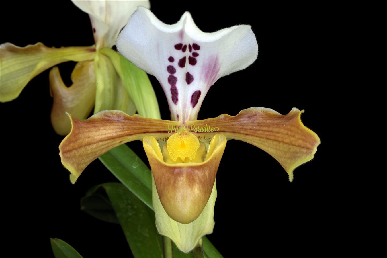 Paphiopedilum daoense