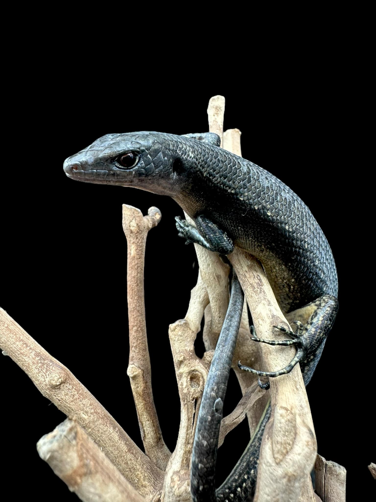 Black Tree Skink