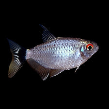 Red Eye Tetra