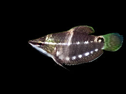 Vaillant's Chocolate Gourami