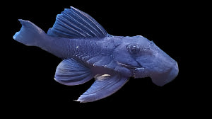 L239 Blue Panaque Pleco
