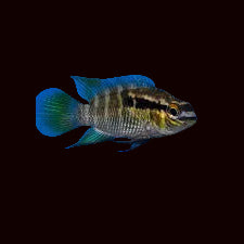 Thayer's Dwarf Acara