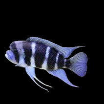 Burundi Frontosa