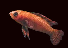 Burmese Scarlet Dario