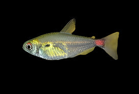 Red Base Tetra