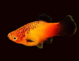 Sunset Wagtail Platy