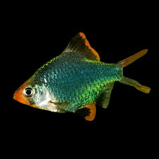 Green Tiger Barb