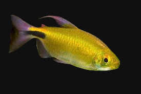 African Alestes Tetra