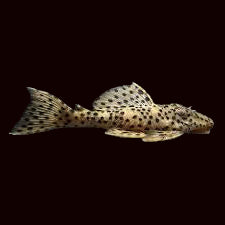 Gold Vampire Pleco
