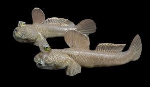 Giant Mudskipper (Periophthalmodon schlosseri)