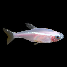 Gold Neon Tetra