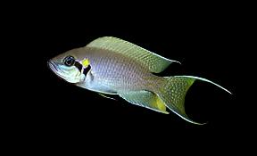 Lyretail Cichlid