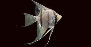 Altum Angel 'Peruensis'