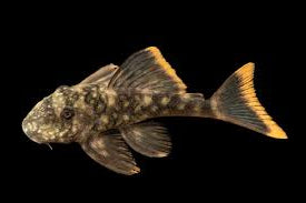 L106 Spotted Orange Seam Pleco
