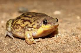 Marbled Snout-Burrower Frog