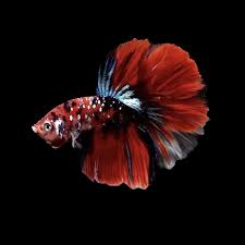 Copper Koi Male Betta